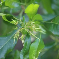 Dodonaea viscosa Jacq.